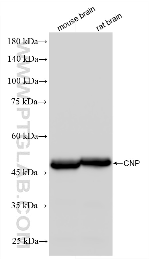 WB analysis using 86967-4-RR (same clone as 86967-4-PBS) Western Blot (WB) analysis of various lysates using CNPase Recombinant monoclonal antibody (86967-4-RR)