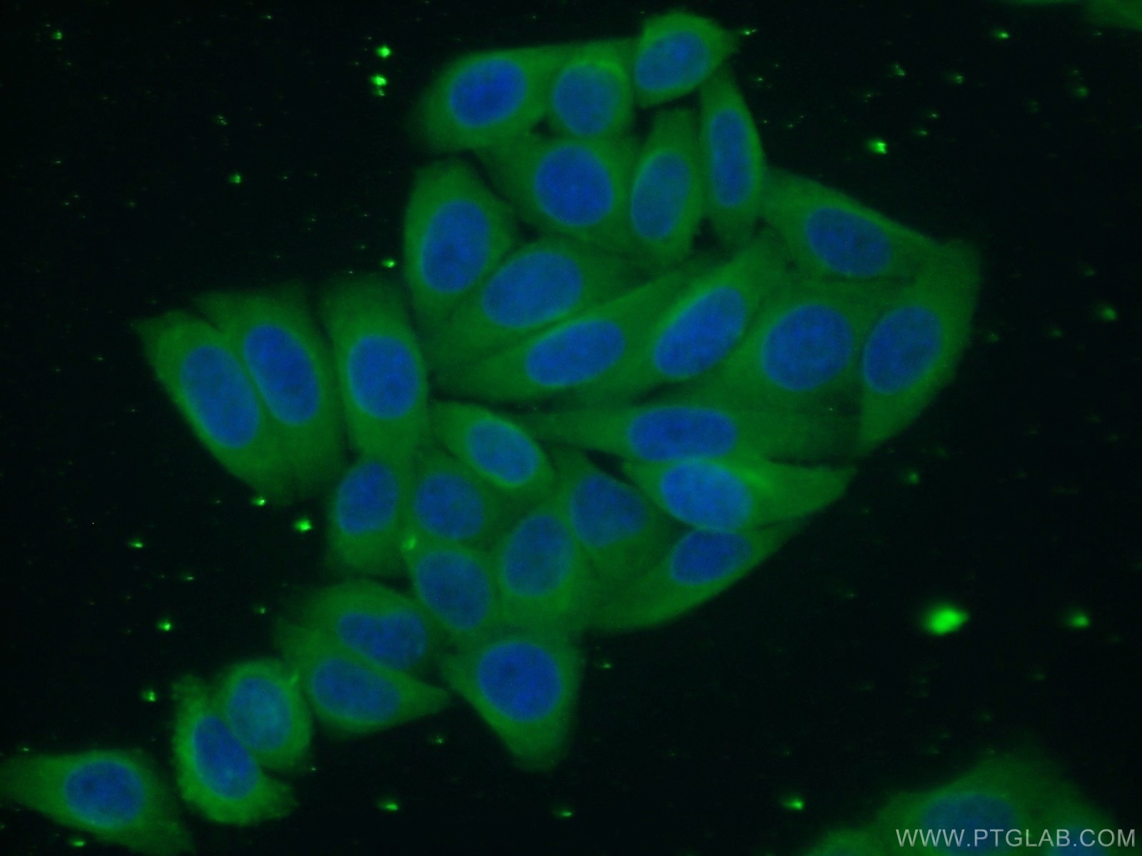 Immunofluorescence (IF) / fluorescent staining of HepG2 cells using CNPY2, MSAP Monoclonal antibody (66173-1-Ig)