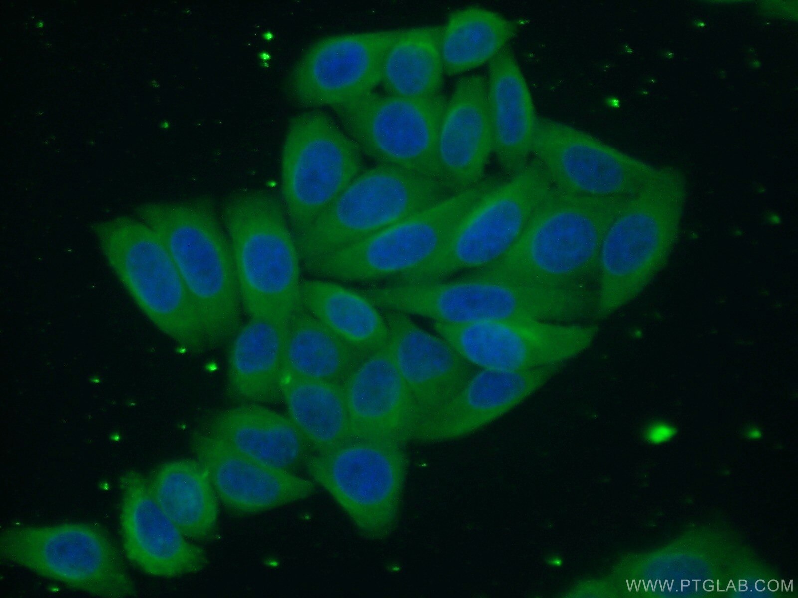Immunofluorescence (IF) / fluorescent staining of HepG2 cells using CNPY2/MSAP Monoclonal antibody (66173-1-Ig)