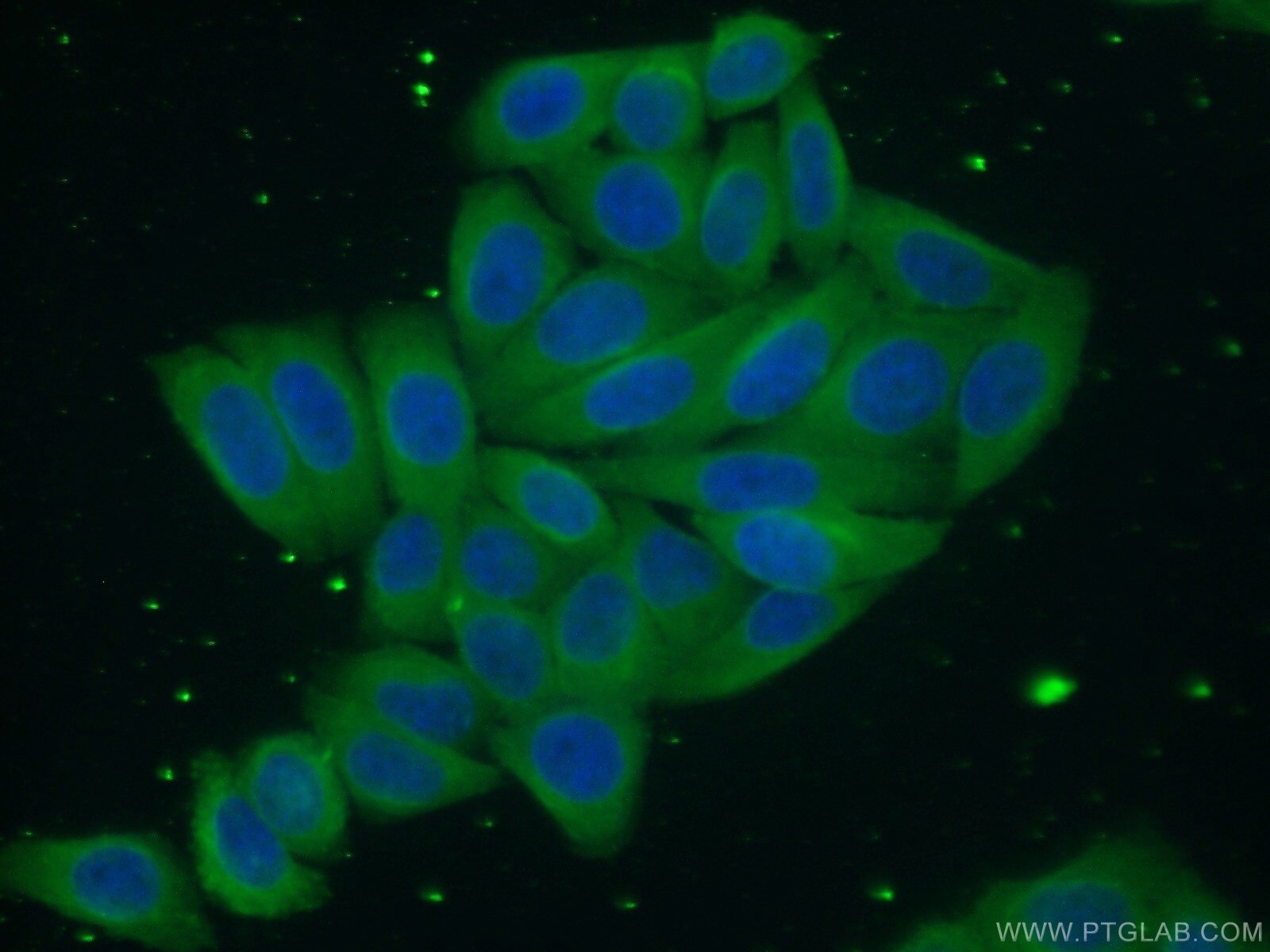 IF Staining of HepG2 using 66173-1-Ig