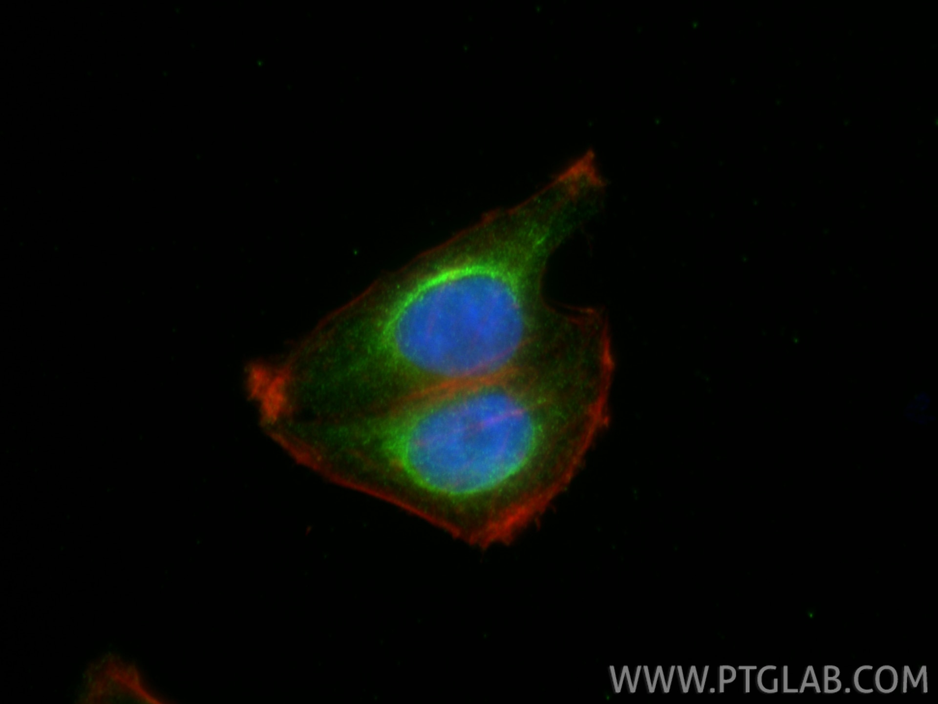 Immunofluorescence (IF) / fluorescent staining of HepG2 cells using CNPY2/MSAP Monoclonal antibody (66173-1-Ig)