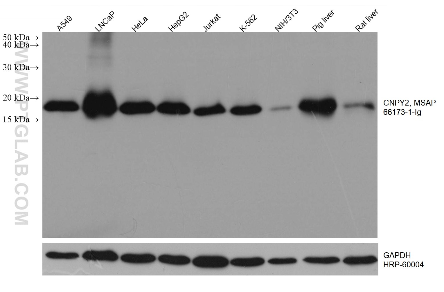 Western Blot (WB) analysis of various lysates using CNPY2, MSAP Monoclonal antibody (66173-1-Ig)