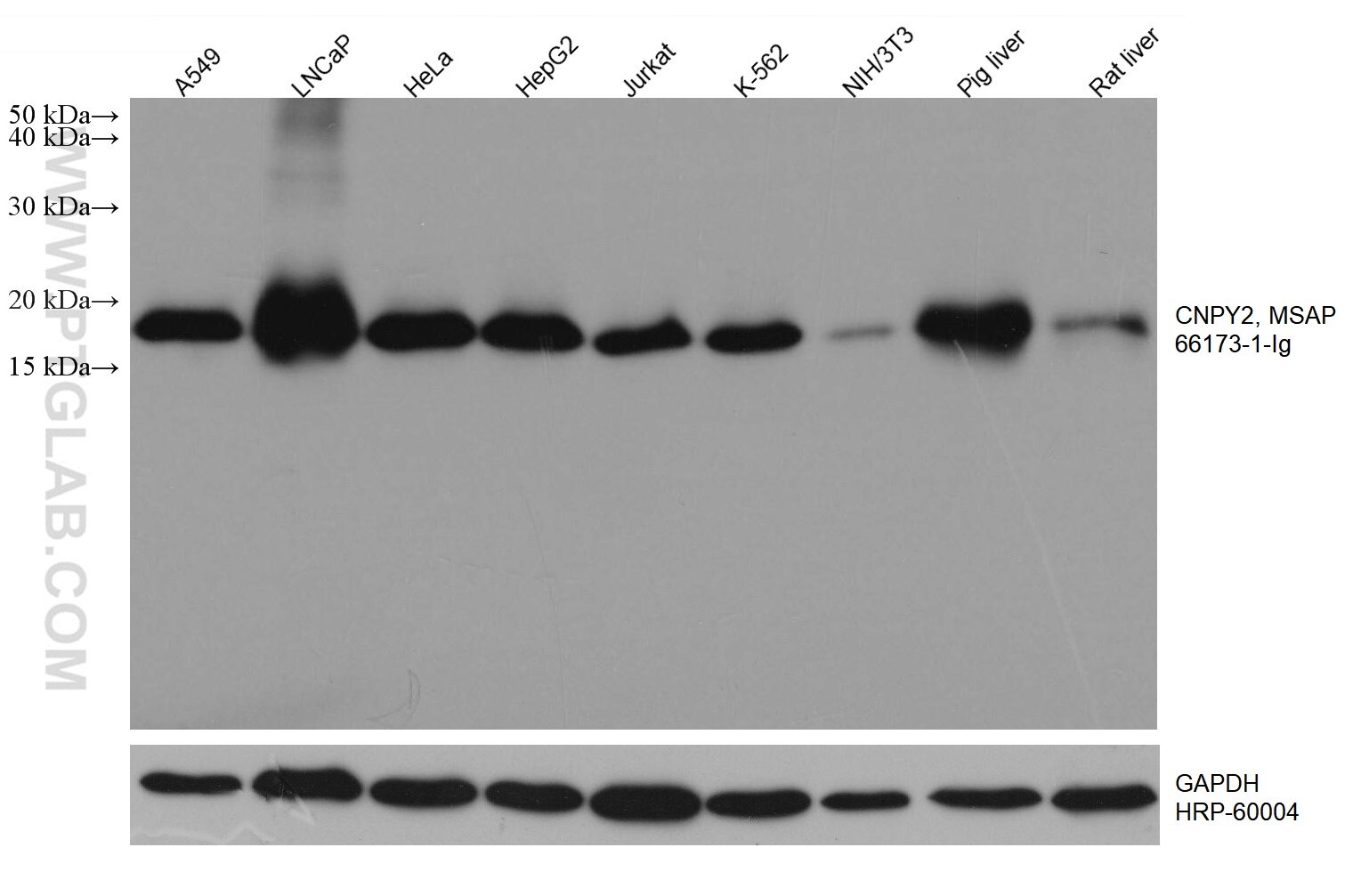 Western Blot (WB) analysis of various lysates using CNPY2, MSAP Monoclonal antibody (66173-1-Ig)