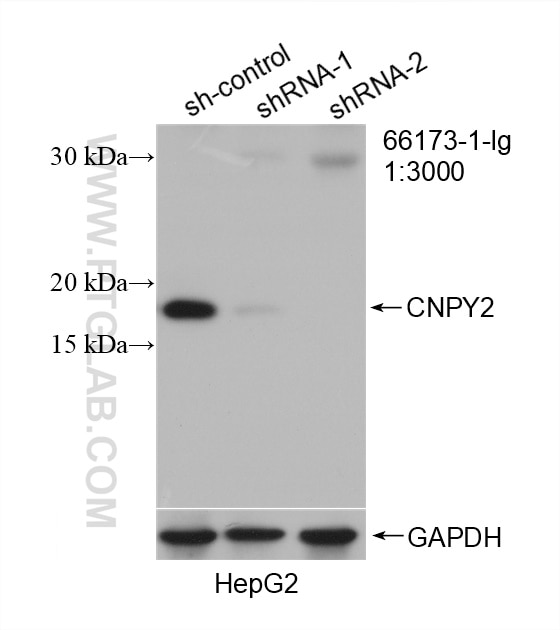 Western Blot (WB) analysis of HepG2 cells using CNPY2, MSAP Monoclonal antibody (66173-1-Ig)