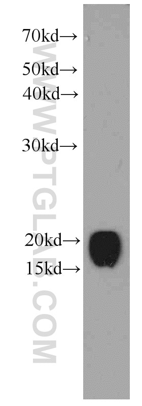 Western Blot (WB) analysis of HepG2 cells using CNPY2, MSAP Monoclonal antibody (66173-1-Ig)