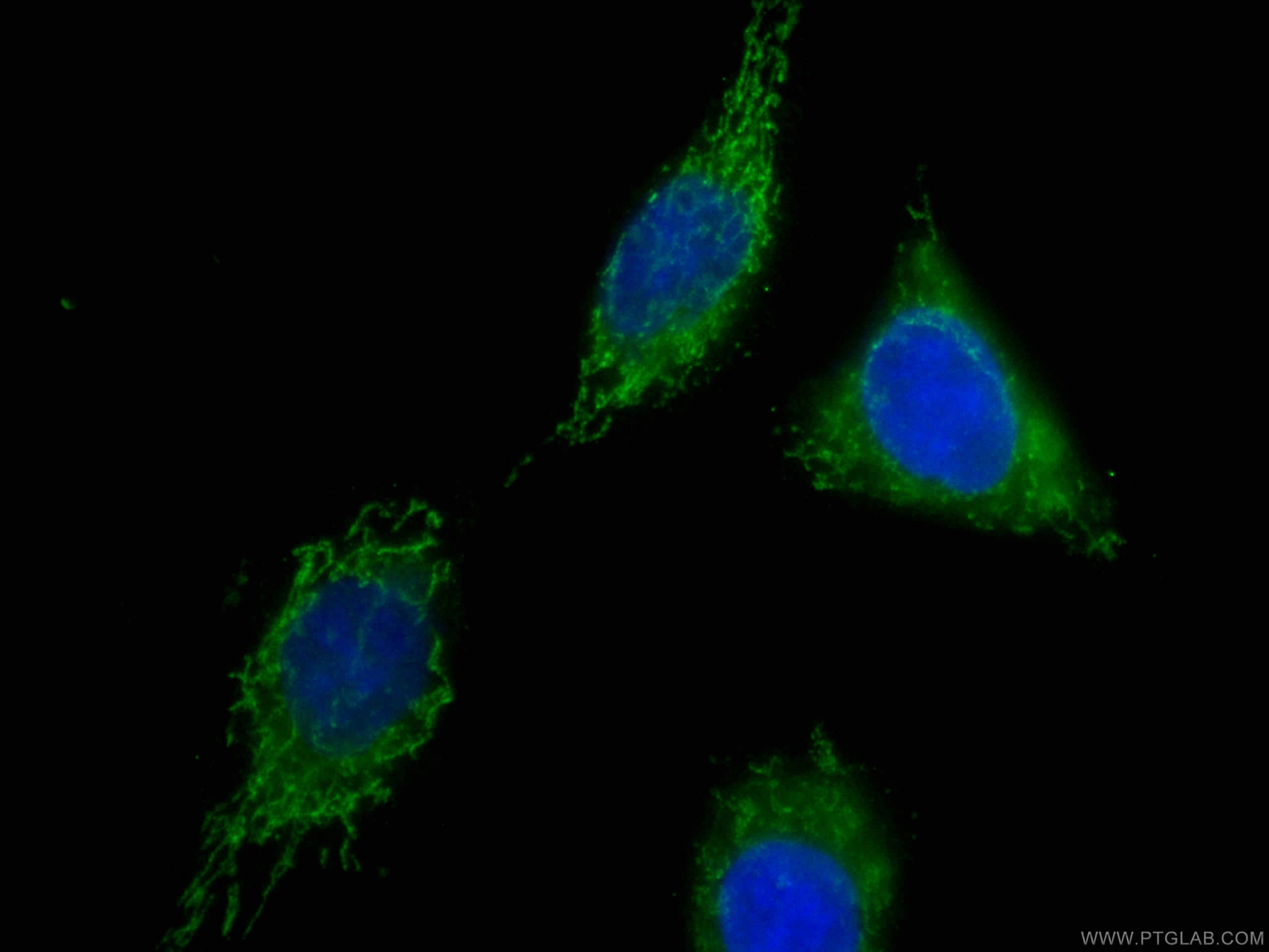 Immunofluorescence (IF) / fluorescent staining of HepG2 cells using CoraLite® Plus 488-conjugated CNPY2, MSAP Monoclon (CL488-66173)