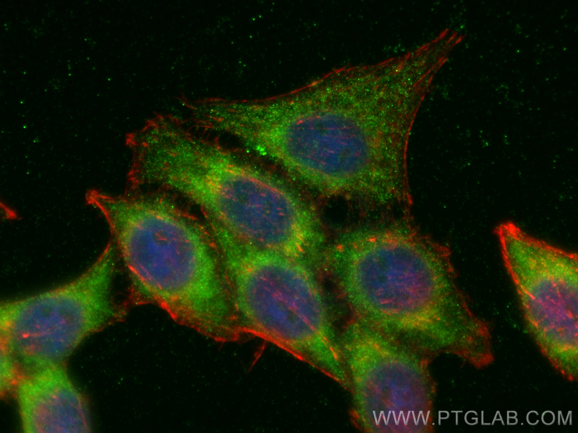 Immunofluorescence (IF) / fluorescent staining of HepG2 cells using CNPY2/MSAP Polyclonal antibody (14635-1-AP)