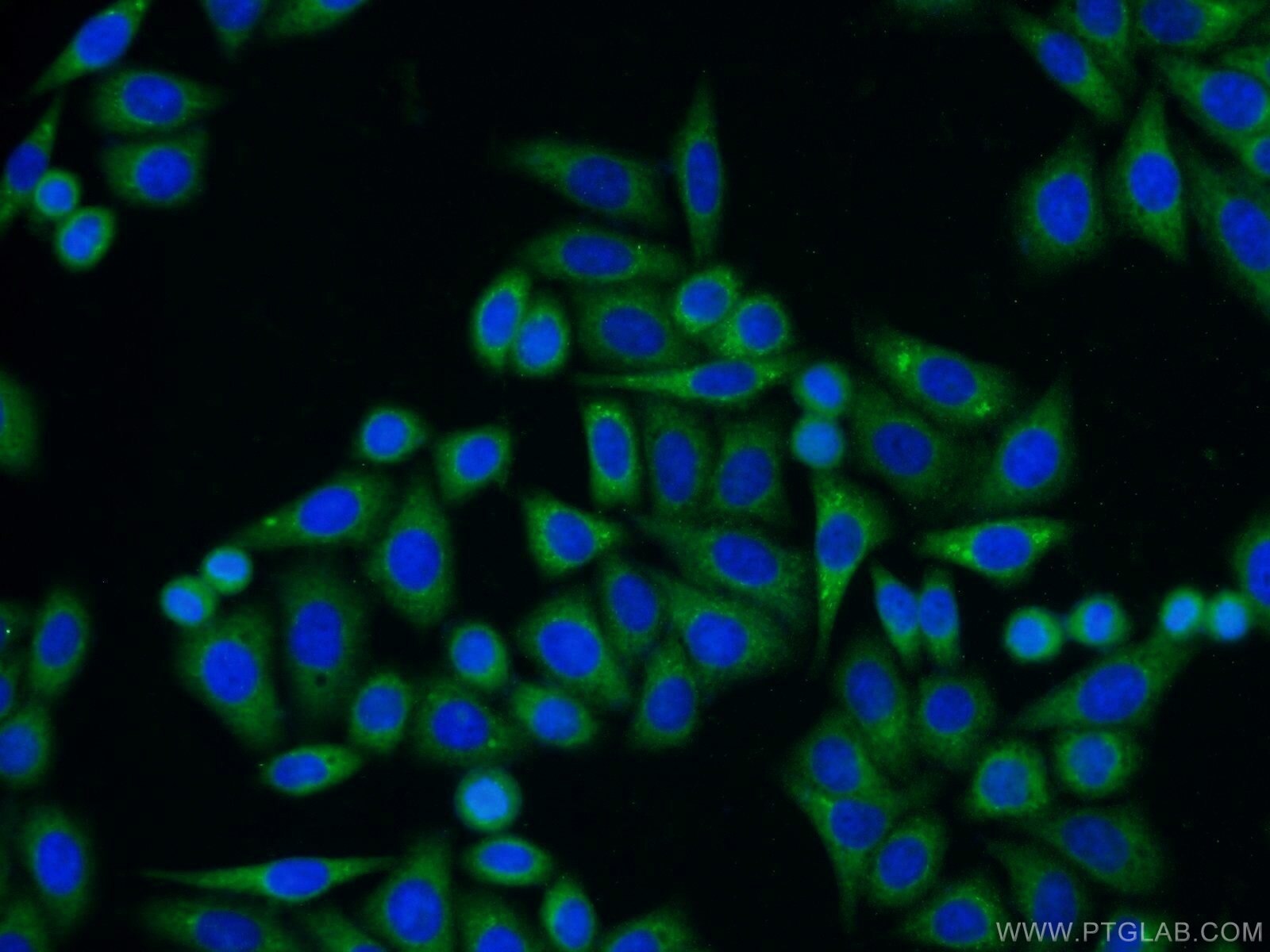 Immunofluorescence (IF) / fluorescent staining of HepG2 cells using CNPY2/MSAP Polyclonal antibody (14635-1-AP)