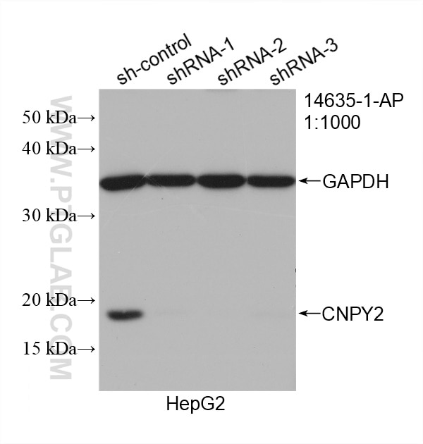 Western Blot (WB) analysis of HepG2 cells using CNPY2, MSAP Polyclonal antibody (14635-1-AP)