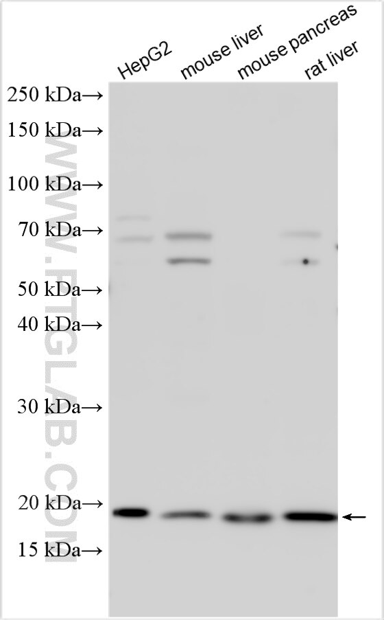 Western Blot (WB) analysis of various lysates using CNPY2, MSAP Polyclonal antibody (14635-1-AP)