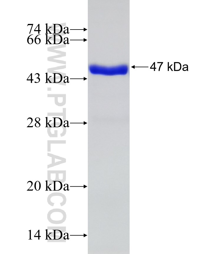 CNPY2,MSAP fusion protein Ag6214 SDS-PAGE