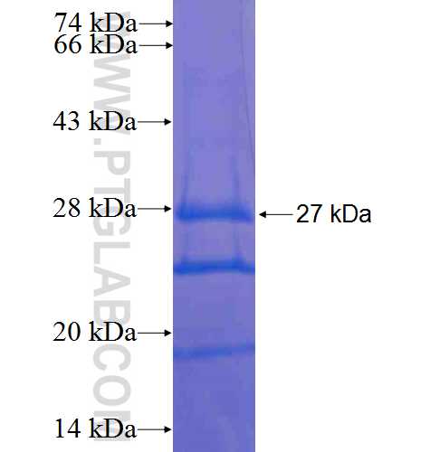 CNPY2,MSAP fusion protein Ag6363 SDS-PAGE