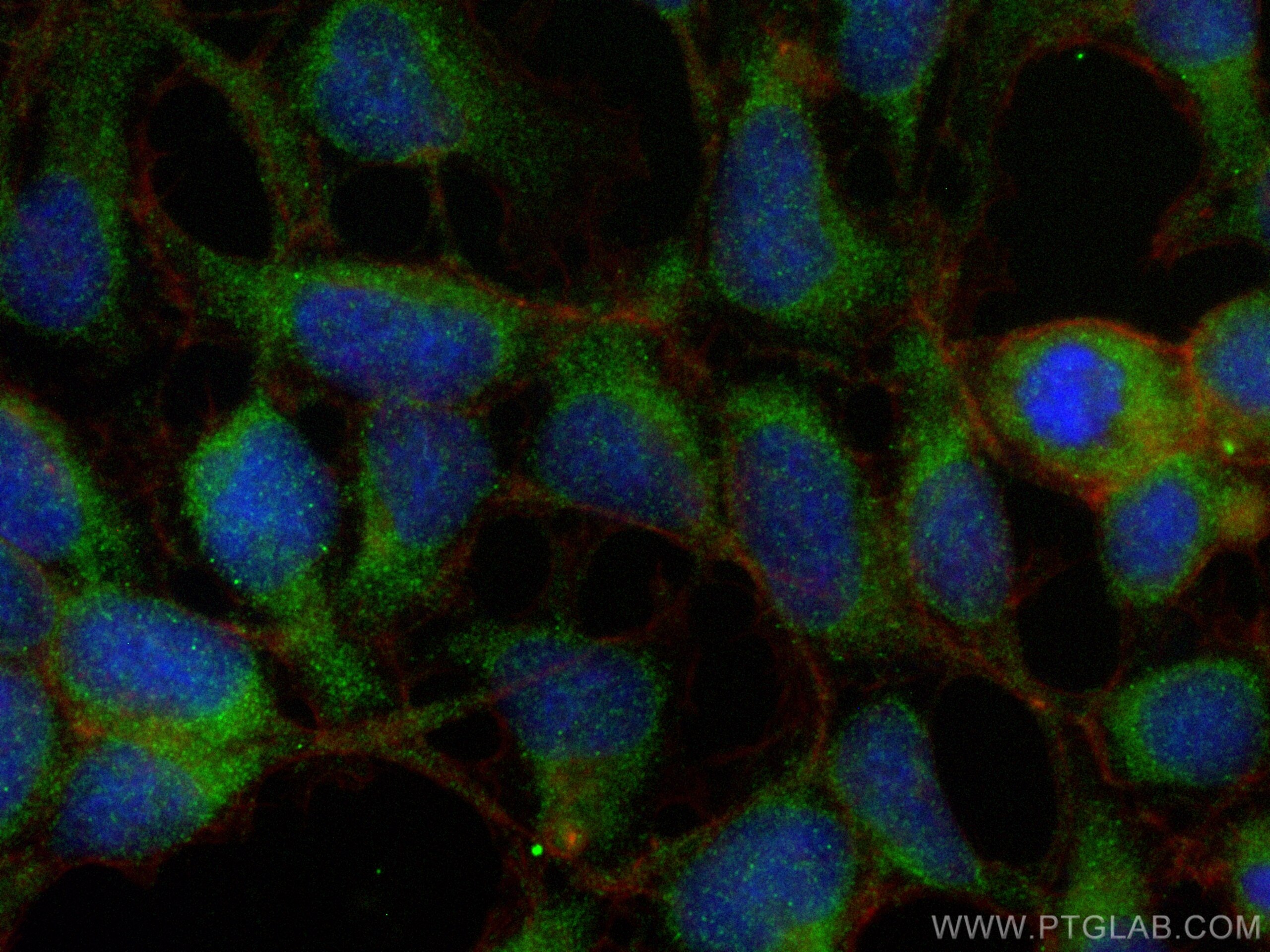 Immunofluorescence (IF) / fluorescent staining of HEK-293 cells using CNPY3 Polyclonal antibody (15215-1-AP)