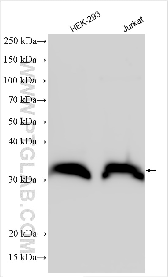 Western Blot (WB) analysis of various lysates using CNPY3 Polyclonal antibody (15215-1-AP)