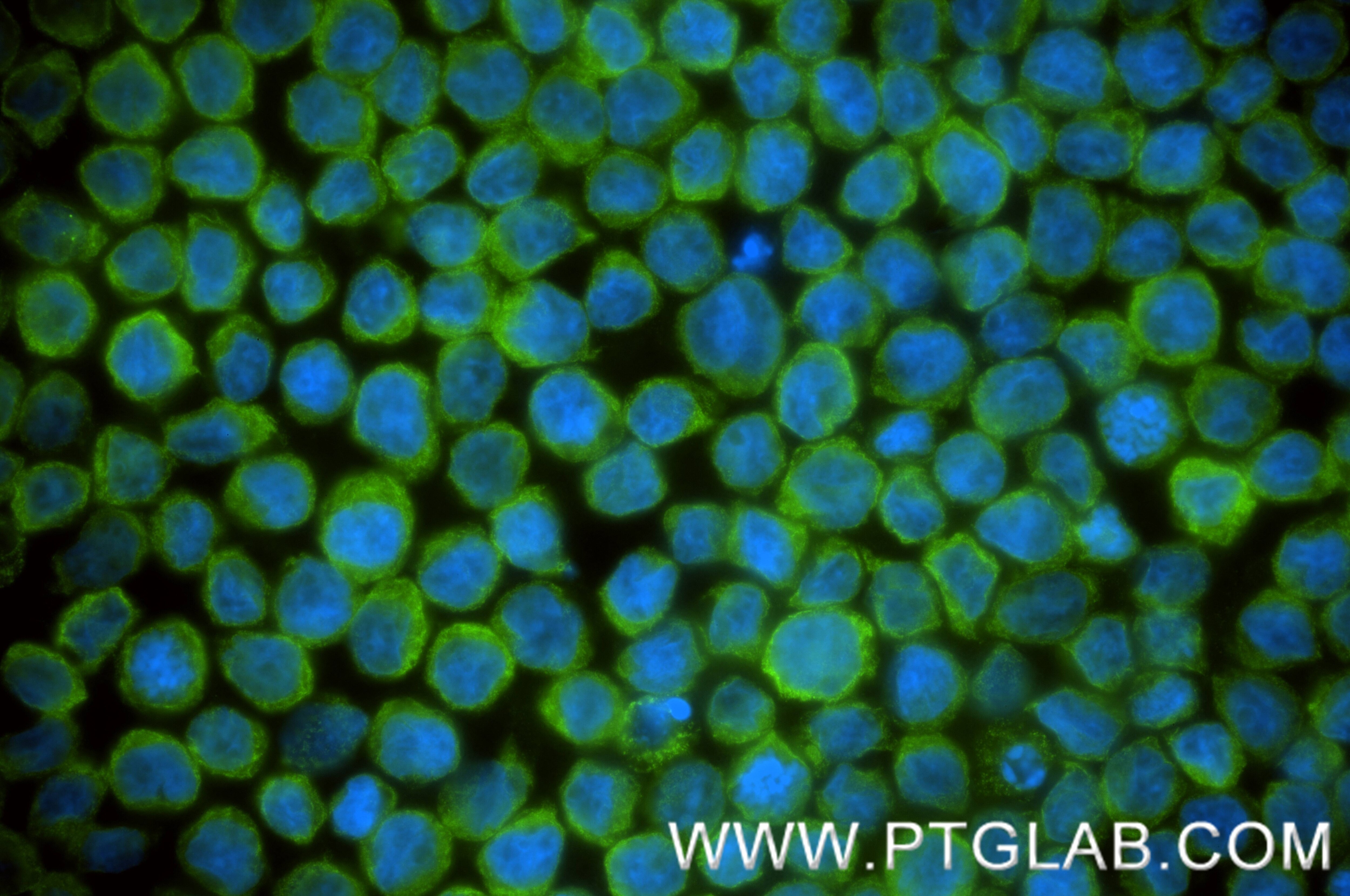 Immunofluorescence (IF) / fluorescent staining of THP-1 cells using CNPY3 Recombinant monoclonal antibody (86256-2-RR)
