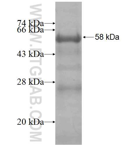 CNPY3 fusion protein Ag7382 SDS-PAGE