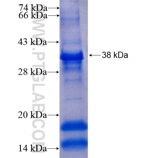 CNPY3 fusion protein Ag7841 SDS-PAGE