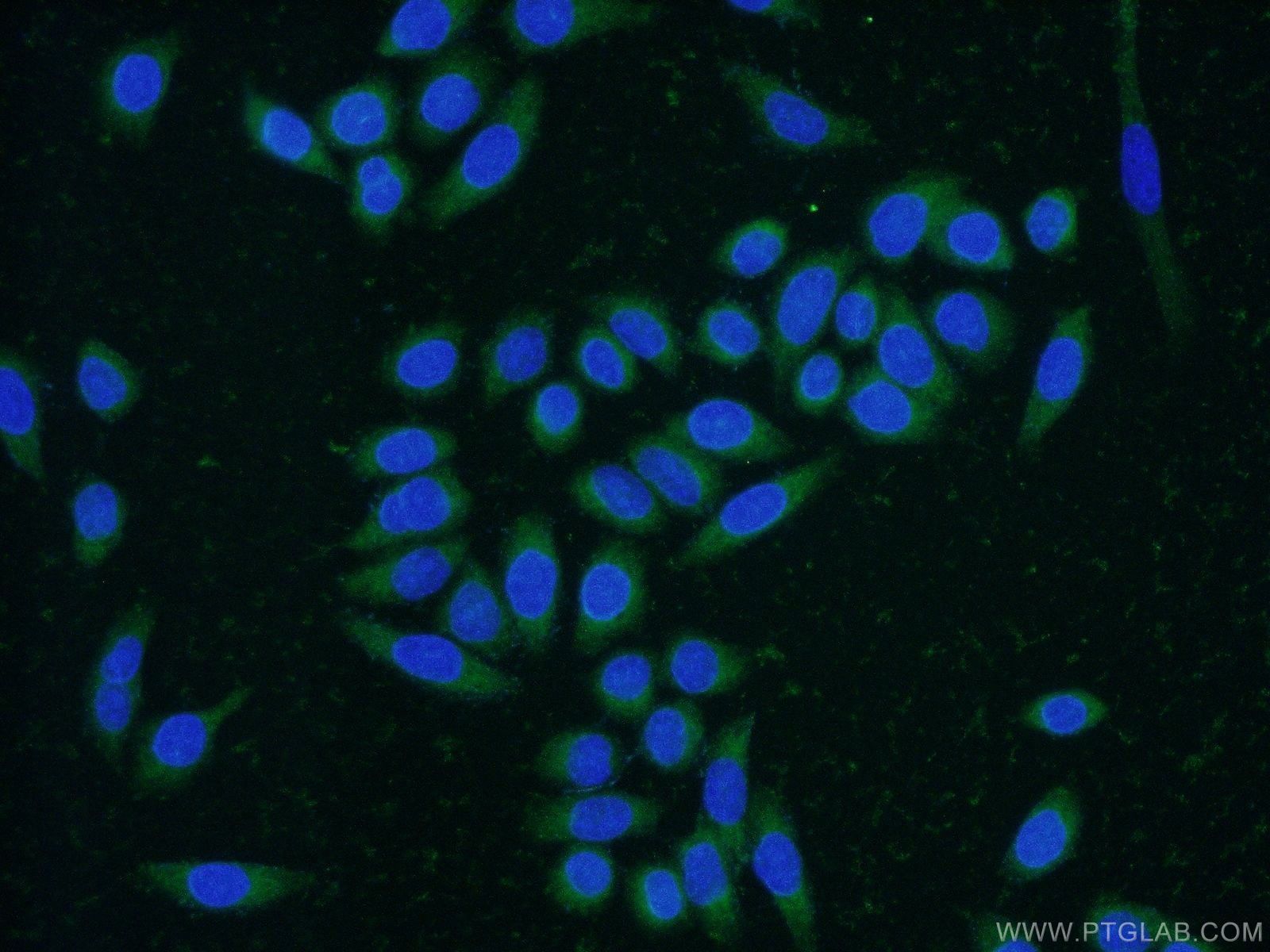 Immunofluorescence (IF) / fluorescent staining of HeLa cells using CNPY4 Polyclonal antibody (22086-1-AP)