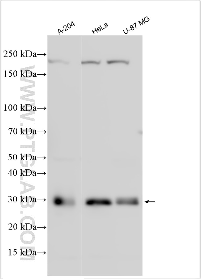 Western Blot (WB) analysis of various lysates using CNPY4 Polyclonal antibody (22086-1-AP)