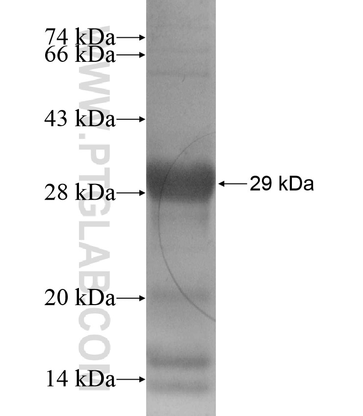 CNPY4 fusion protein Ag17285 SDS-PAGE