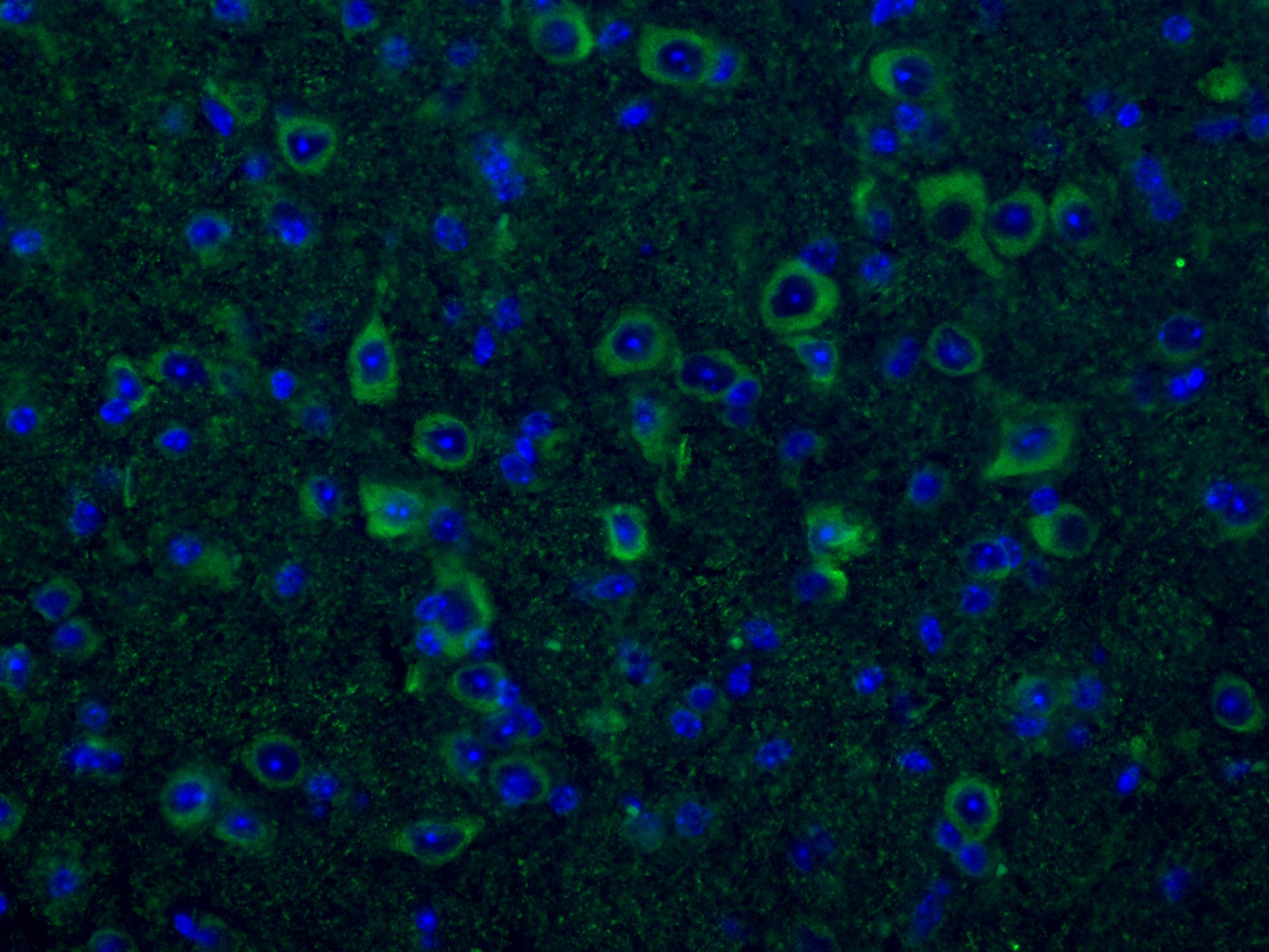 Immunofluorescence (IF) / fluorescent staining of mouse brain tissue using CNPase Monoclonal antibody (66729-1-Ig)