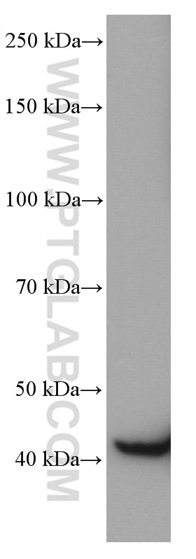 Western Blot (WB) analysis of U-251 cells using CNPase Monoclonal antibody (66729-1-Ig)