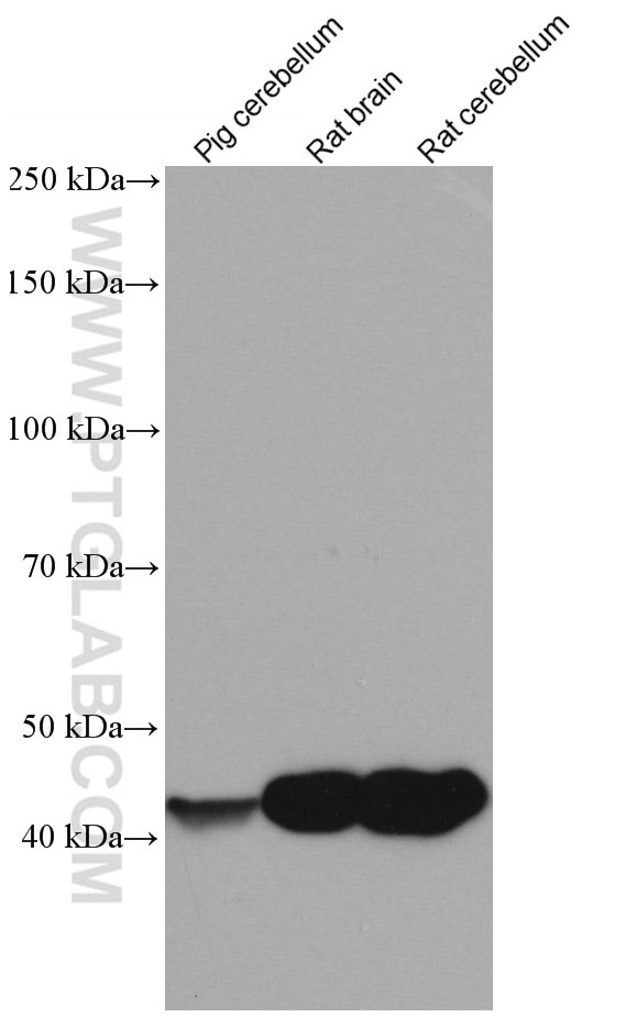 Western Blot (WB) analysis of various lysates using CNPase Monoclonal antibody (66729-1-Ig)