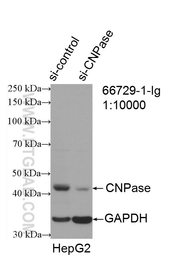 Western Blot (WB) analysis of HepG2 cells using CNPase Monoclonal antibody (66729-1-Ig)