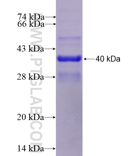 CNR1 fusion protein Ag12371 SDS-PAGE