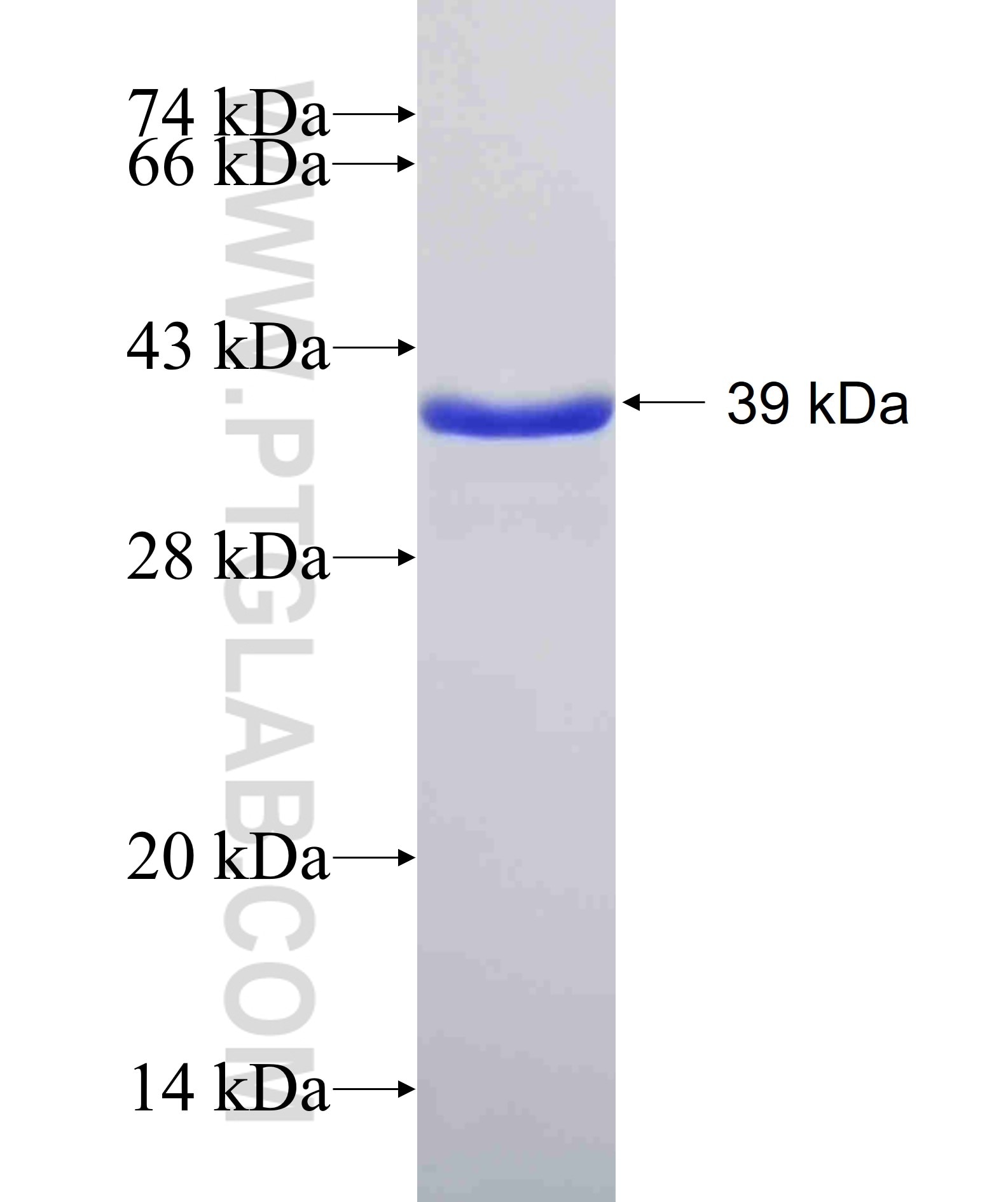 CNR1 fusion protein Ag12371 SDS-PAGE