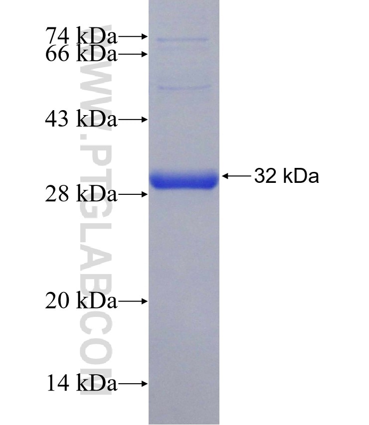 CNR2 fusion protein Ag30609 SDS-PAGE
