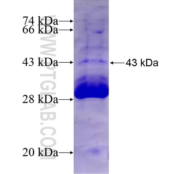 CNR2 fusion protein Ag13685 SDS-PAGE