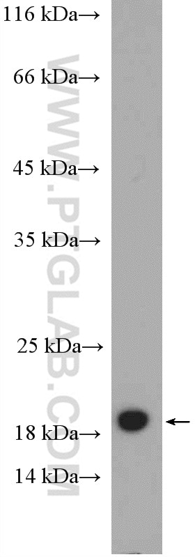 Western Blot (WB) analysis of mouse brain tissue using CNRIP1 Polyclonal antibody (16827-1-AP)