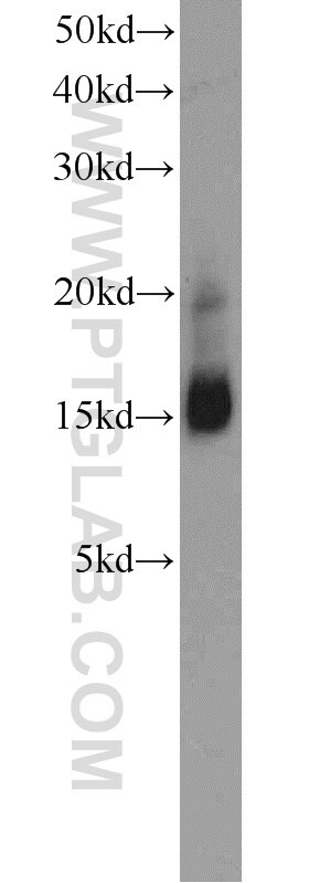 CNRIP1 Polyclonal antibody