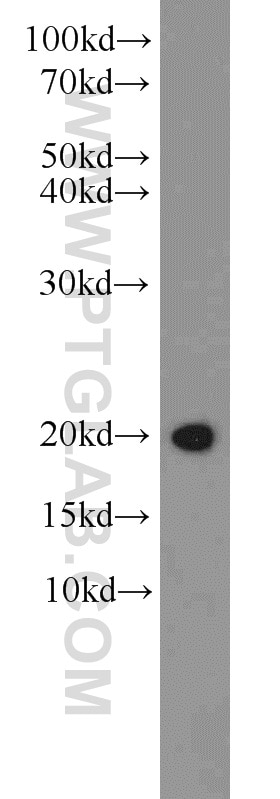 Western Blot (WB) analysis of human brain tissue using CNRIP1 Polyclonal antibody (16827-1-AP)