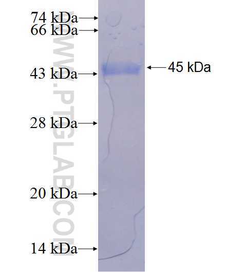 CNRIP1 fusion protein Ag10428 SDS-PAGE