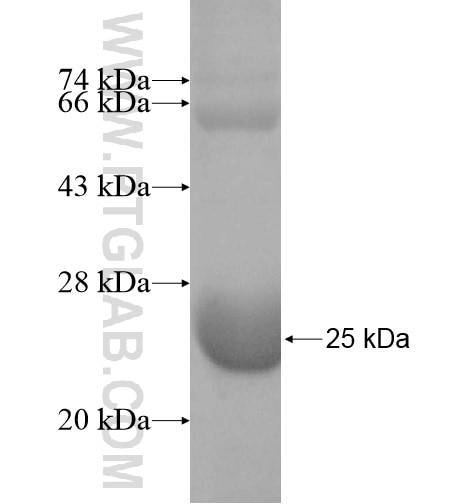 CNRIP1 fusion protein Ag10462 SDS-PAGE