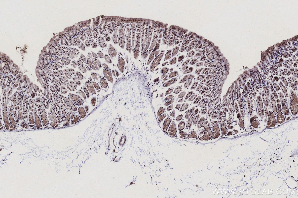 Immunohistochemistry (IHC) staining of mouse stomach tissue using CNTD1 Polyclonal antibody (24854-1-AP)