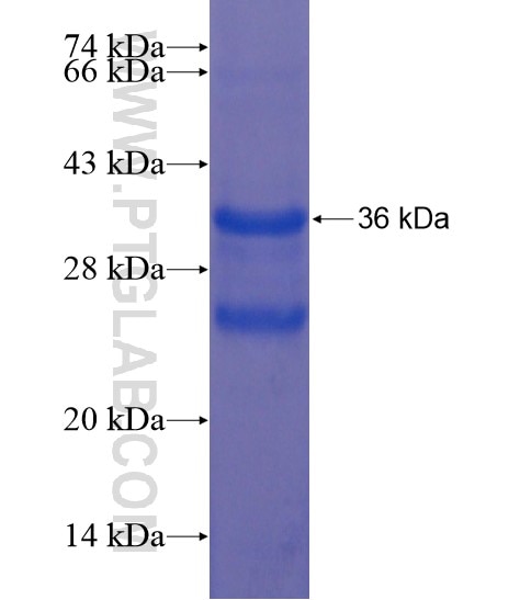 CNTD1 fusion protein Ag21338 SDS-PAGE