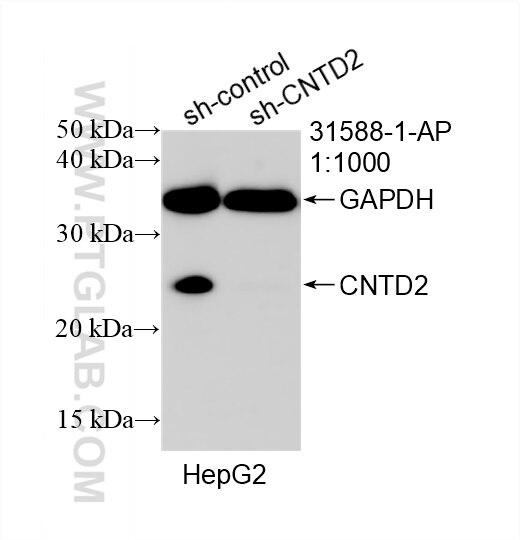 Western Blot (WB) analysis of HepG2 cells using CNTD2 Polyclonal antibody (31588-1-AP)