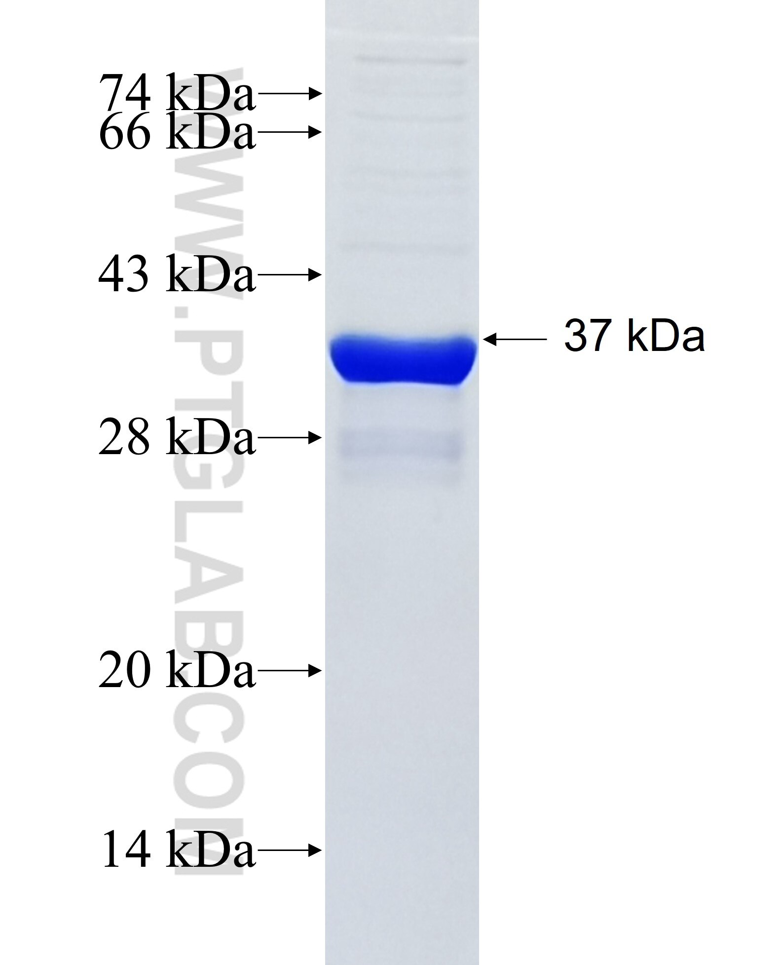 CNTD2 fusion protein Ag36380 SDS-PAGE