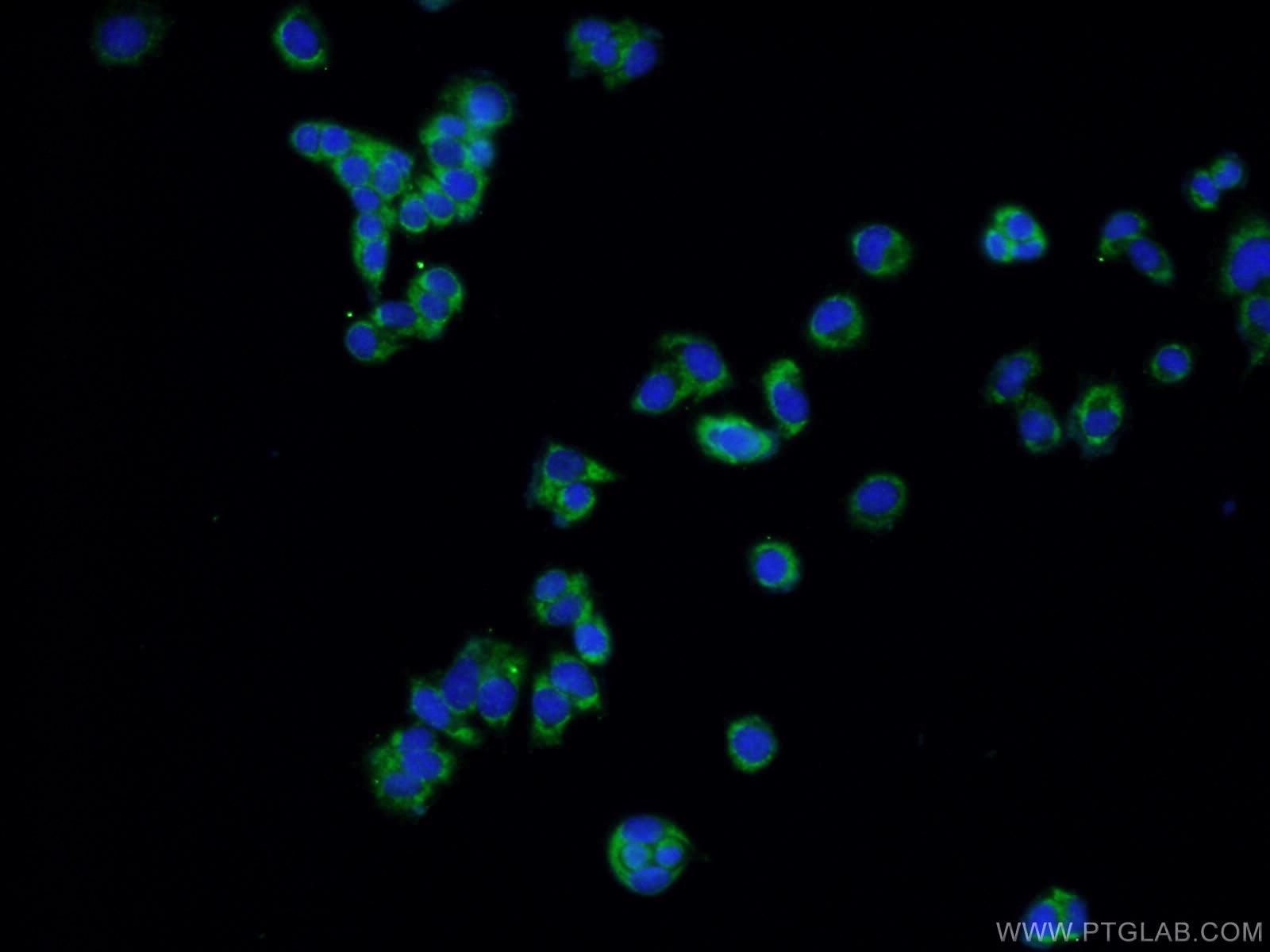 Immunofluorescence (IF) / fluorescent staining of PC-12 cells using CNTF Polyclonal antibody (27342-1-AP)