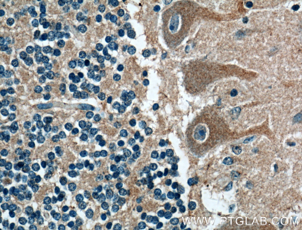 Immunohistochemistry (IHC) staining of human cerebellum tissue using CNTF Polyclonal antibody (27342-1-AP)