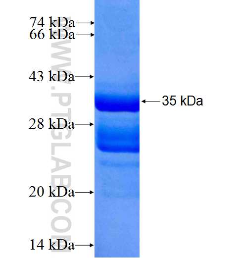 CNTF fusion protein Ag26410 SDS-PAGE