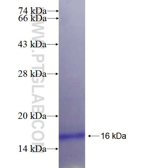 CNTF fusion protein Ag26475 SDS-PAGE