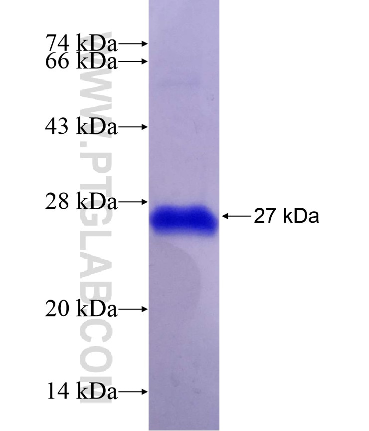 CNTF fusion protein Ag29082 SDS-PAGE
