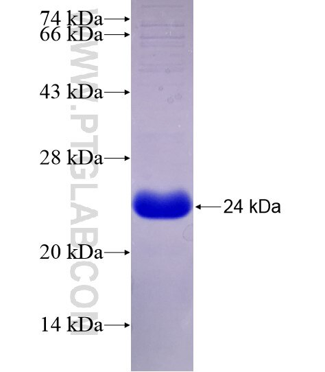 CNTF fusion protein Ag29085 SDS-PAGE
