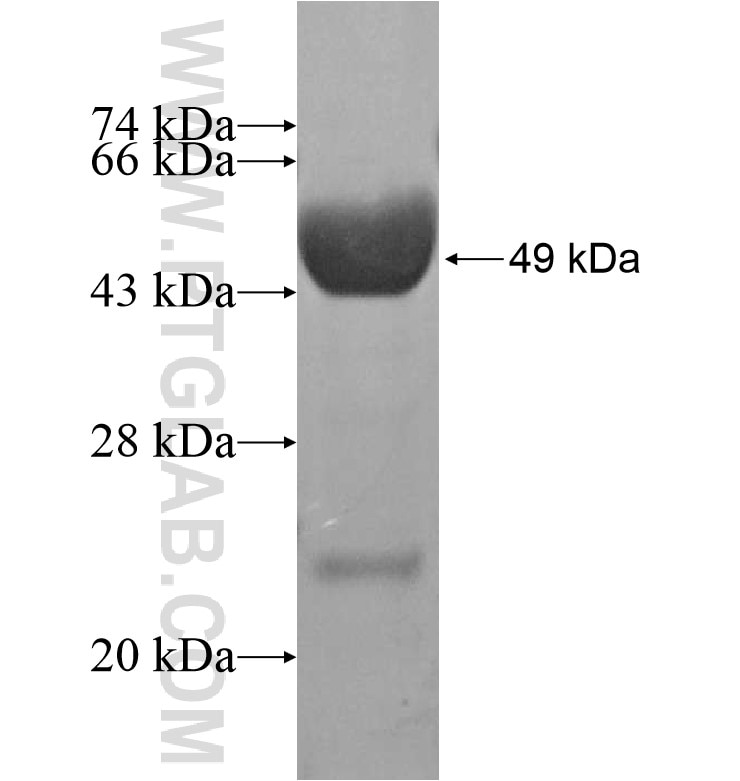 CNTF fusion protein Ag16285 SDS-PAGE