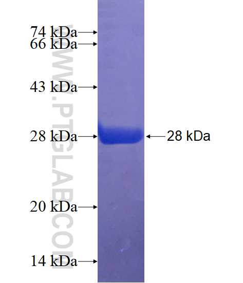 CNTF fusion protein Ag17122 SDS-PAGE