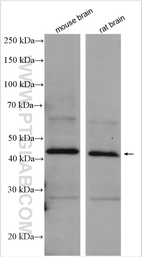 Western Blot (WB) analysis of various lysates using CNTFR Polyclonal antibody (10796-1-AP)